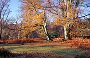 C1-13052 South Oakley New Forest Copyright Mike Read
